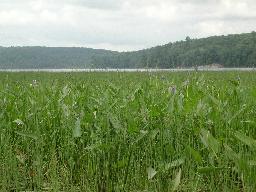 
Aquatic plants at river mouth, looking back towards the lake.
		