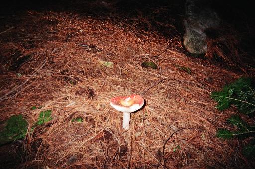 Mushroom at first campsite. This was in shaded forest and needed the flash.