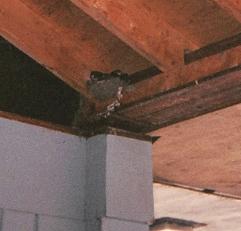 
Barn Swallows at HI-South, Maynooth, Ontario
		