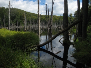 dead trees behind beaver dam