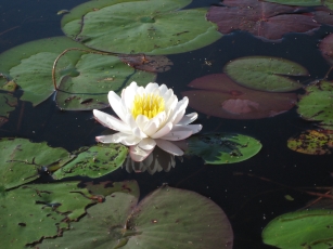 Water lily in Graham Bay.