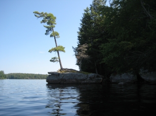 tree growing on rock in North Arm