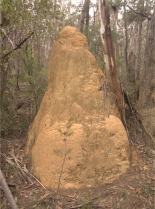 Termites nest on Yellow Dog
