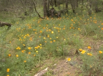 California poppies on the Coxs River