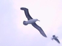 possible Campbells albatross