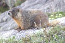 Friendly marmot at Camp II
